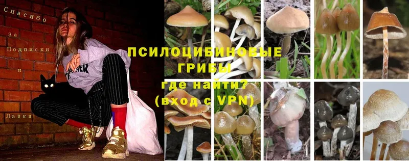 купить  сайты  Когалым  Псилоцибиновые грибы Psilocybine cubensis 